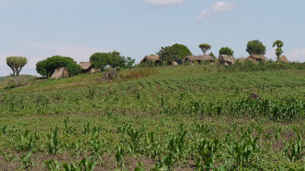 Rwenzori e.V. - Projekte zur ländlichen Entwicklung in Uganda